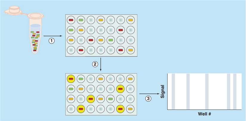 Fig.1 Digital PCR for miRNA.